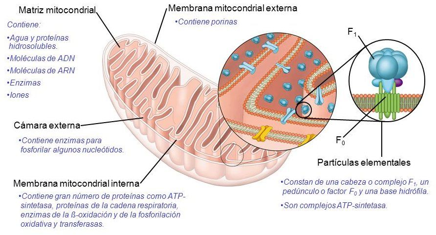 Estructura de una mitocondria